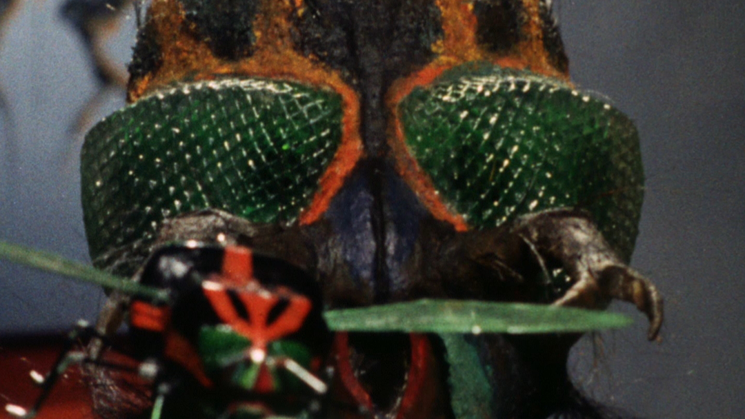 仮面ライダー 第42話 | キッズ・特撮の動画配信はTELASA(テラサ